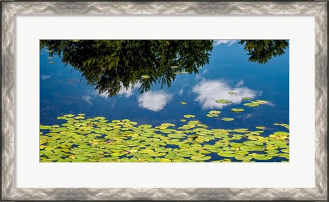 Framed Water Lilies and Reflection Print