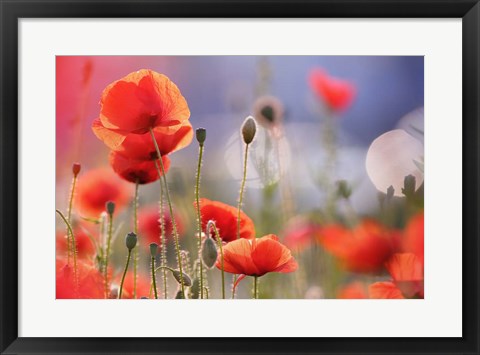 Framed Poppy Delight Print