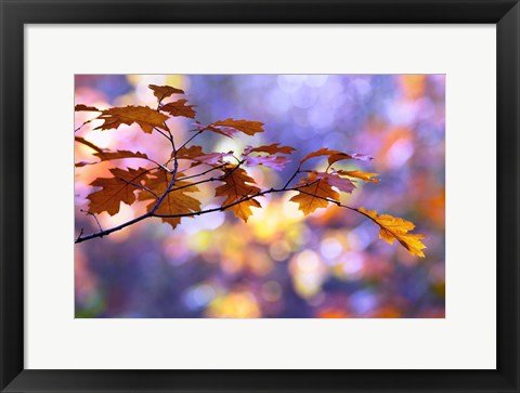 Framed United Colors of Autumn Print