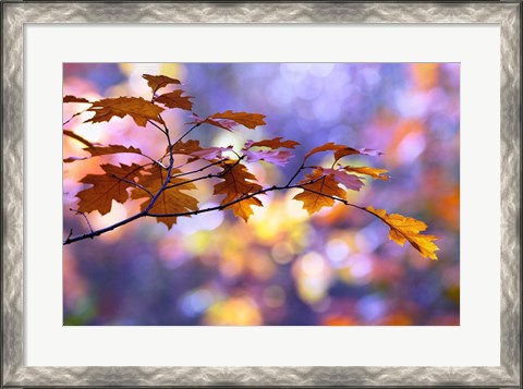 Framed United Colors of Autumn Print