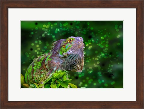 Framed Green Iguana Print