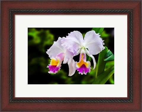 Framed White, Yellow and Fuchsia Orchids Print
