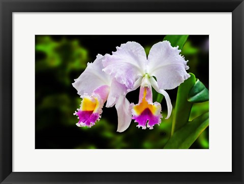 Framed White, Yellow and Fuchsia Orchids Print