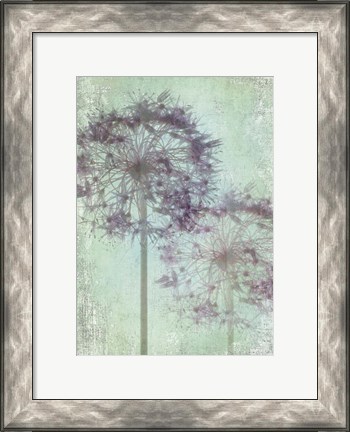 Framed Allium Globe Master Print