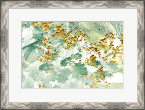 Framed Golden Lady&#39;s Mantle Print