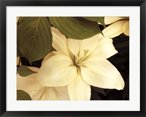 Framed Lily and Leaves Print