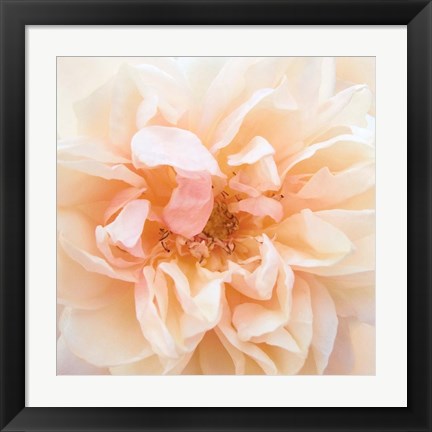 Framed Promise Rose Print