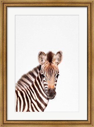 Framed Baby Zebra Print