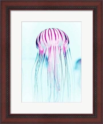 Framed Jelly Fish Print