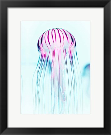 Framed Jelly Fish Print