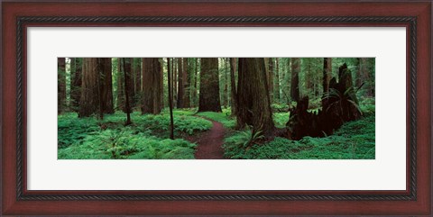 Framed Redwoods Path Print