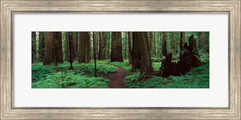 Framed Redwoods Path Print