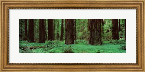 Framed Redwoods, Rolph Grove Print