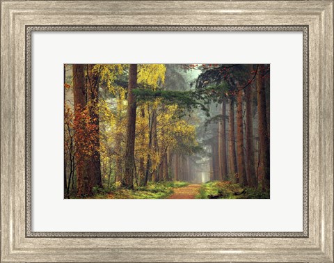 Framed Colors of the Forest Print