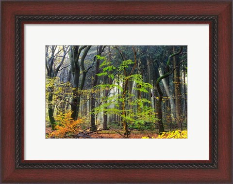 Framed Colors of the Forest IV Print