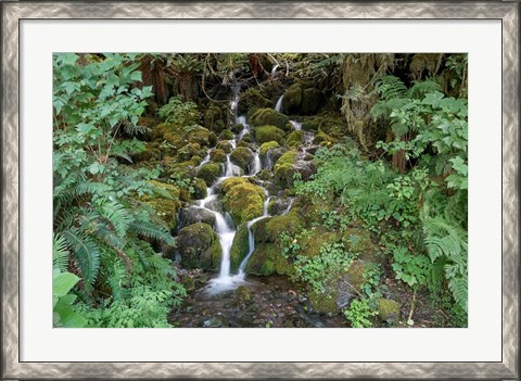 Framed Fern Waterfall Print