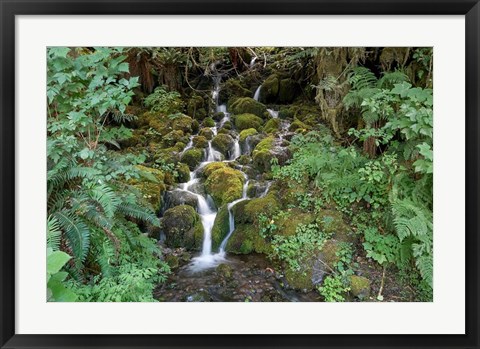 Framed Fern Waterfall Print