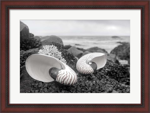 Framed Crescent Beach Shells 2 Print