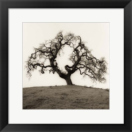 Framed Hillside Oak Tree Print