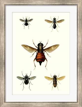 Framed Entomology Series III Print