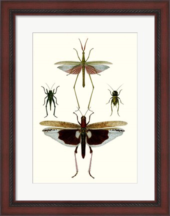 Framed Entomology Series VI Print