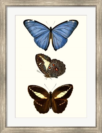 Framed Entomology Series VIII Print