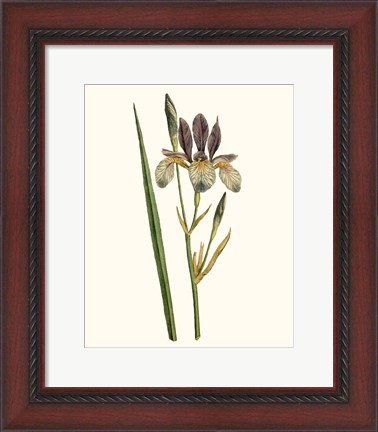 Framed Antique Iris I Print