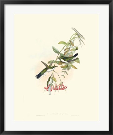 Framed Hummingbird Delight V Print