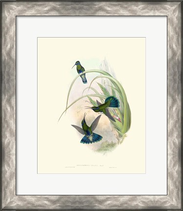 Framed Hummingbird Delight VI Print