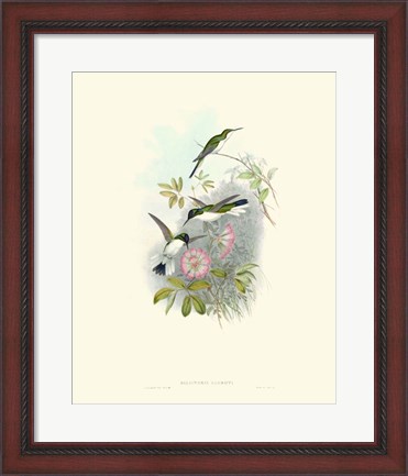 Framed Hummingbird Delight VIII Print