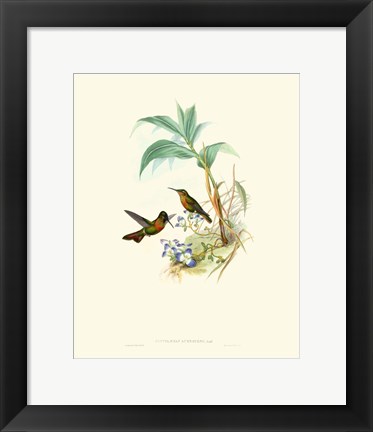 Framed Hummingbird Delight X Print