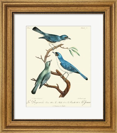 Framed Vintage French Birds IV Print