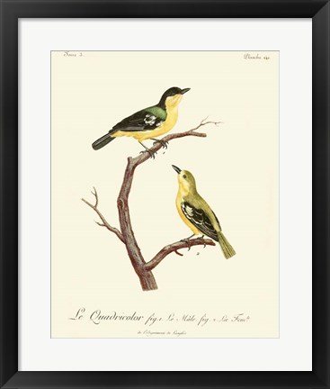 Framed Vintage French Birds V Print