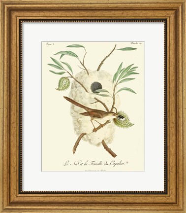 Framed Vintage French Birds VII Print