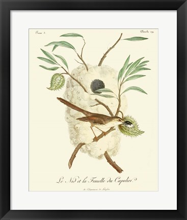 Framed Vintage French Birds VII Print