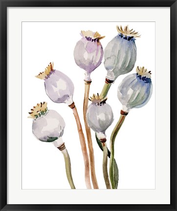 Framed Watercolor Poppy Pods I Print