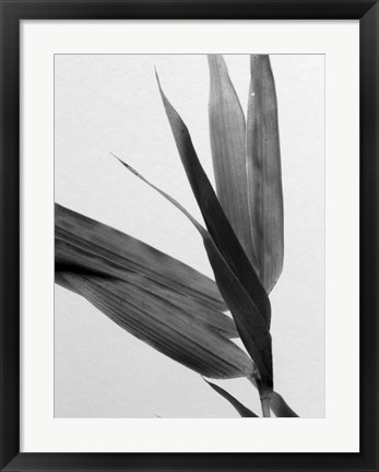 Framed B&amp;W Bamboo III Print