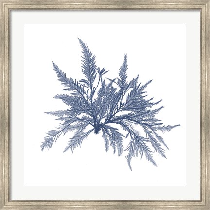 Framed Navy Seaweed V Print