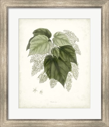 Framed Sage Botanical III Print