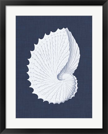Framed Coquillages Blancs V Print
