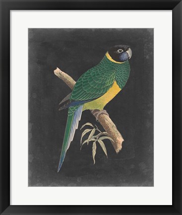 Framed Dramatic Parrots I Print