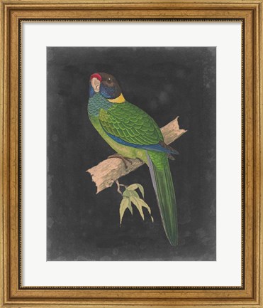 Framed Dramatic Parrots II Print
