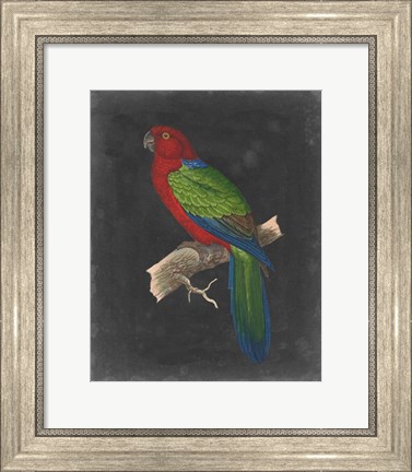 Framed Dramatic Parrots IV Print