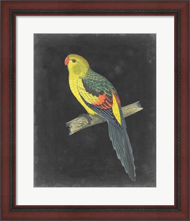 Framed Dramatic Parrots VI Print