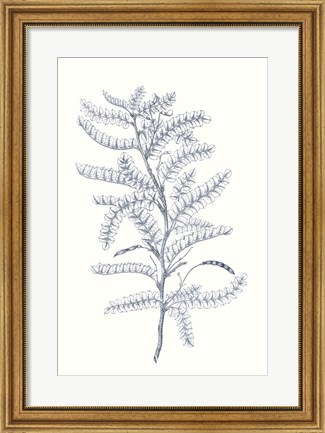 Framed Indigo Botany Study II Print