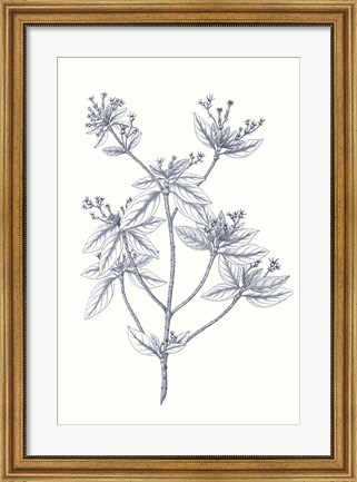 Framed Indigo Botany Study III Print