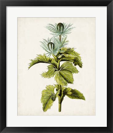 Framed Antique Botanical Study III Print