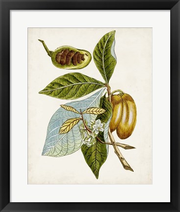 Framed Antique Botanical Study VI Print