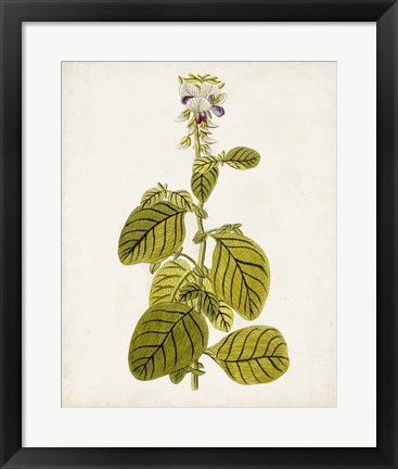 Framed Antique Botanical Study VII Print