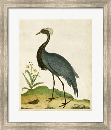 Framed Heron Portrait II Print